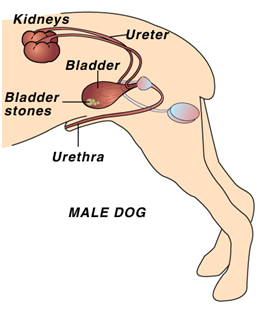 Treatment For Kidney Stones In Male Dogs
